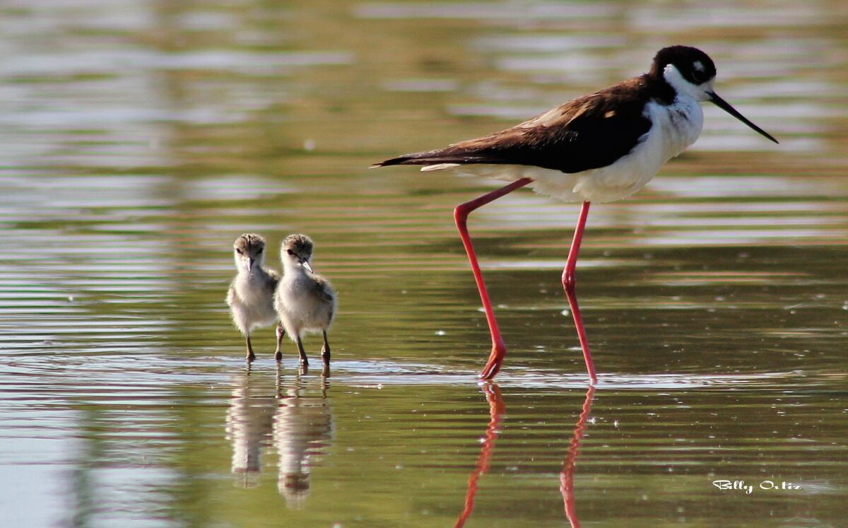 Two baby Black-necked stilts and a parent at Lindo Lake in Lakeside in 2013.