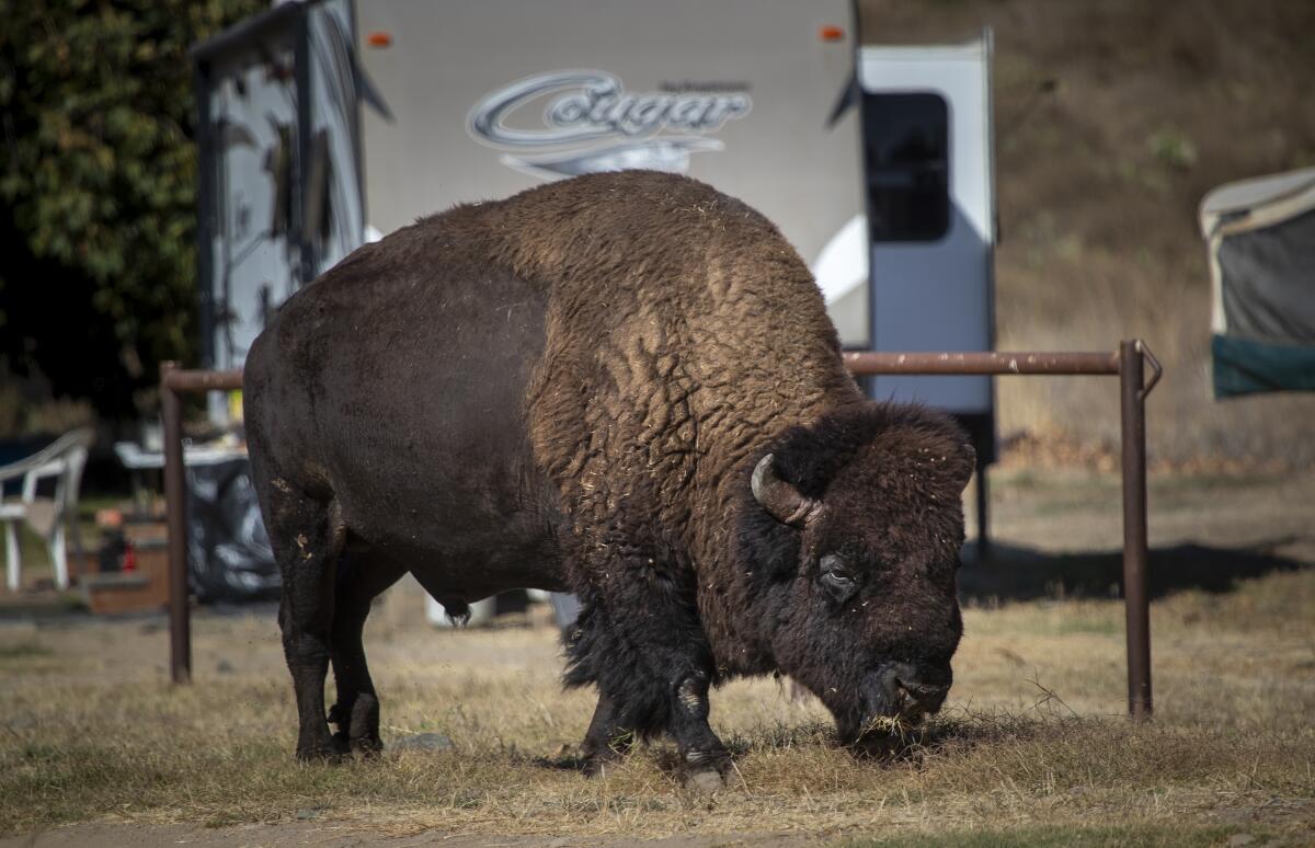 A bison roams the campground in Little Harbor on Santa Catalina Island.