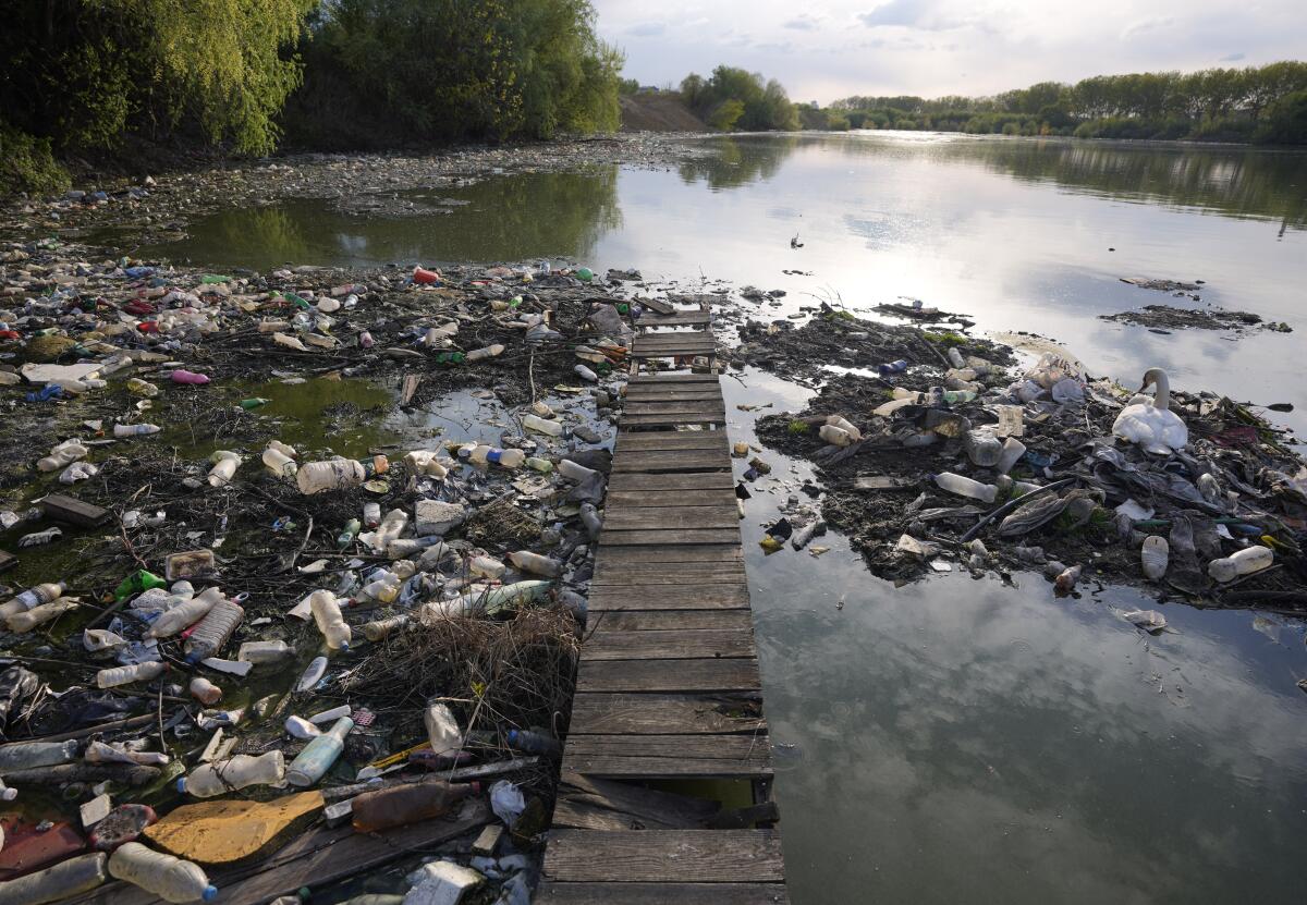 A swan sits among dumped plastic bottles and other debris on the Danube River in Belgrade, Serbia.