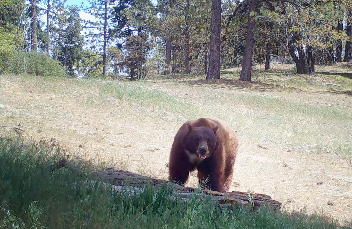 A black bear at the Nature Conservancy's Randall Nature Preserve in the Tehachapi Mountains north of Los Angeles.