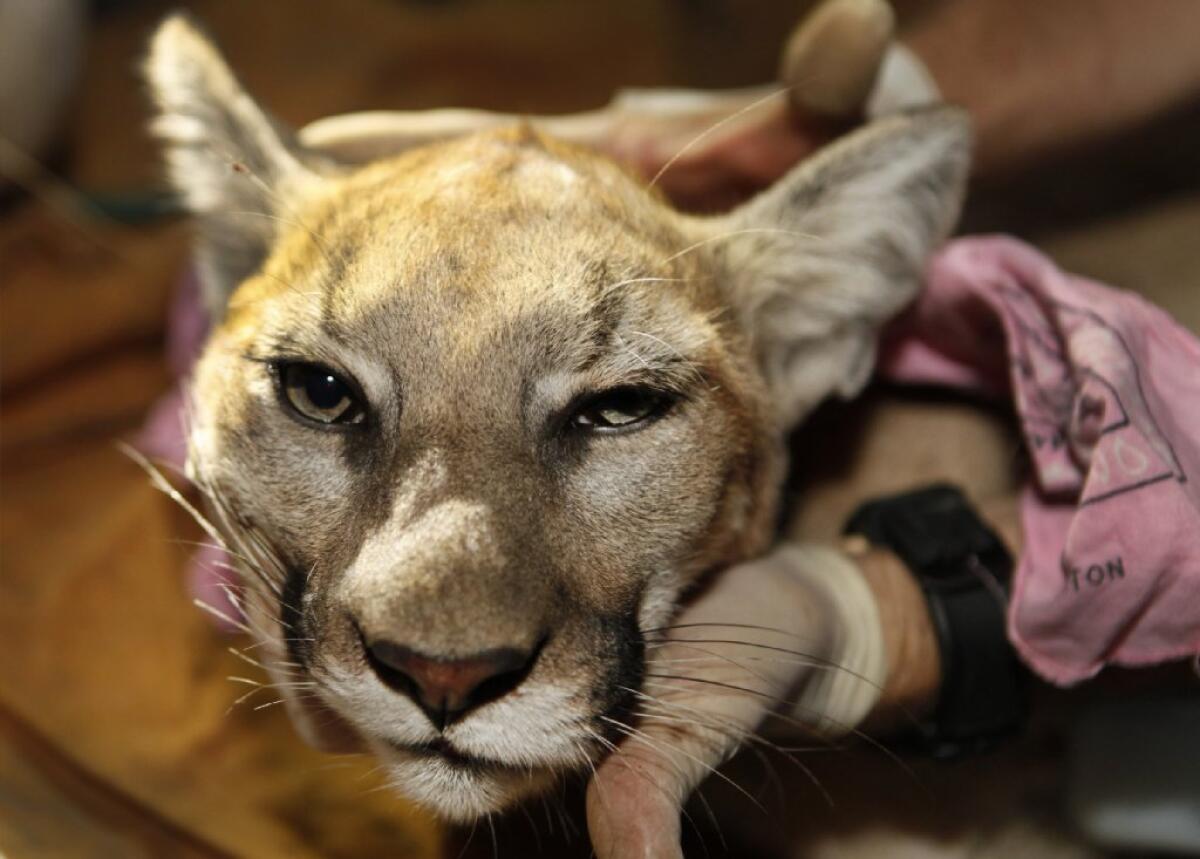 This tranquilized young female mountain lion was found in the Santa Monica Mountains. Trapped by freeways and other development, the big cats in the Santa Monicas are losing genetic diversity.