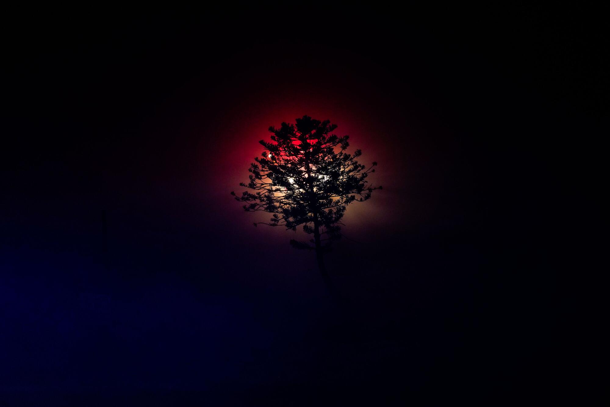 A tree is silhouetted by red and white lights at night