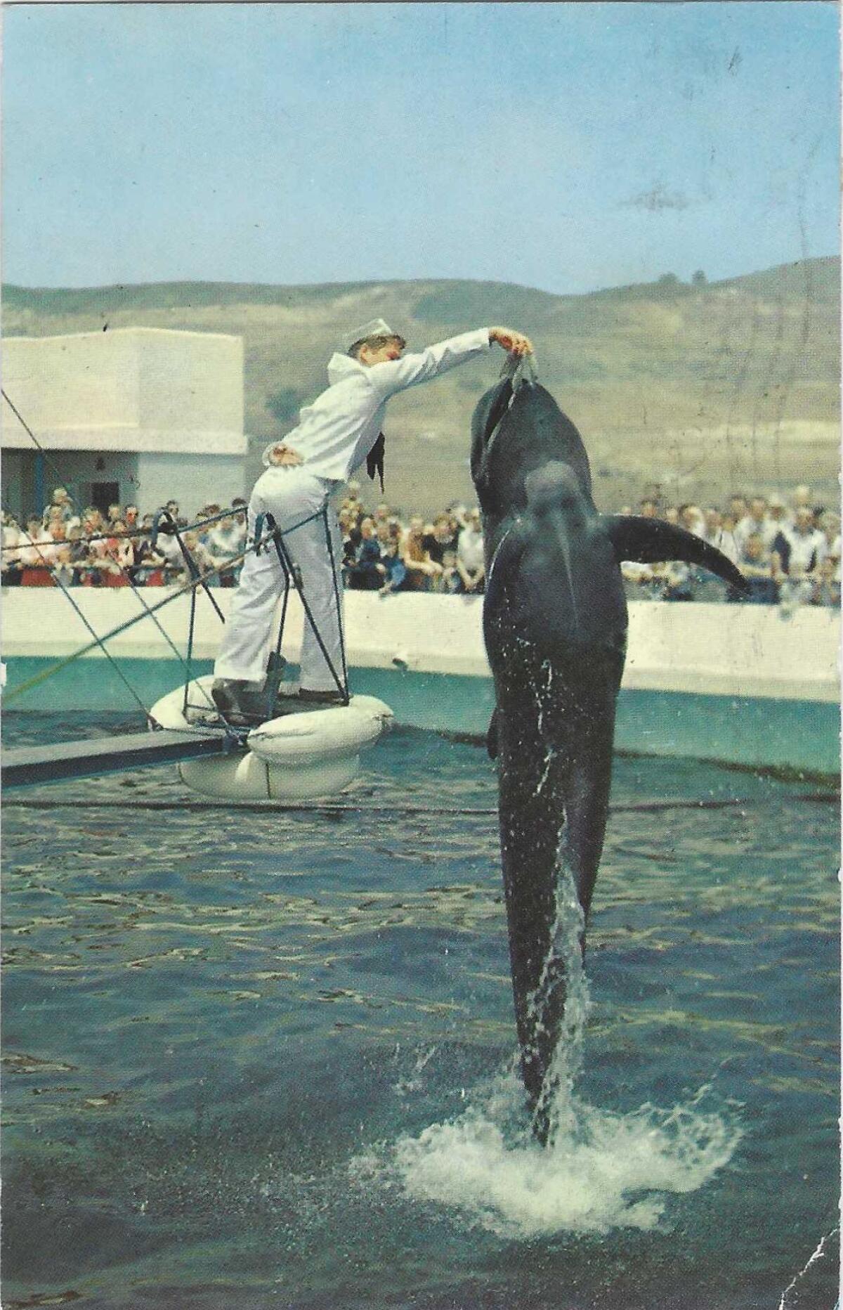 Un homme en tenue de marin tend de la nourriture à une baleine sautant d'un réservoir