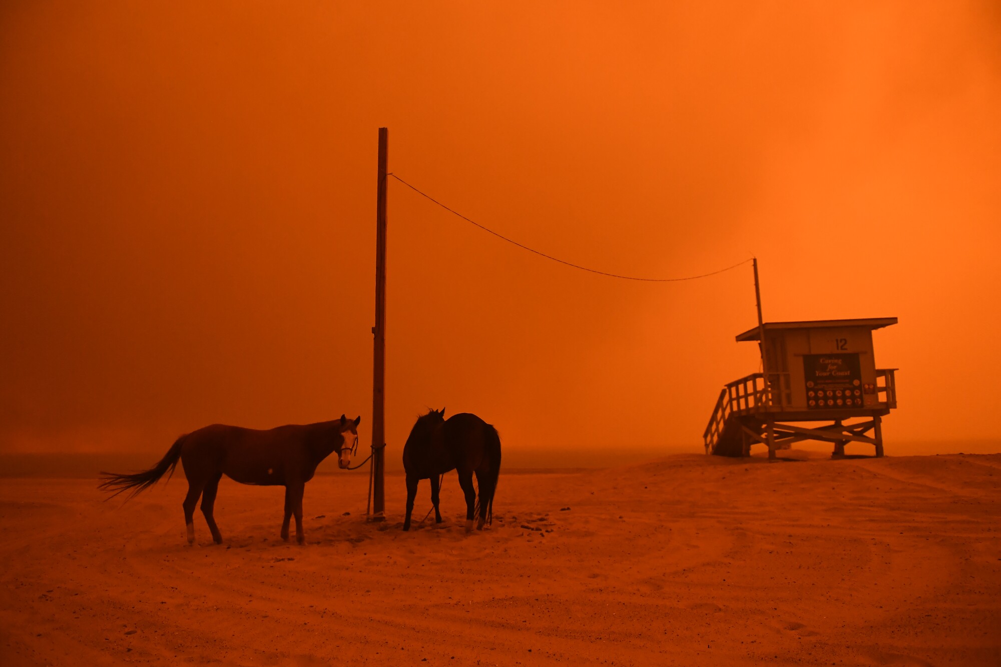 Horses are tethered to a pole on a beach bathed in an orange glow.