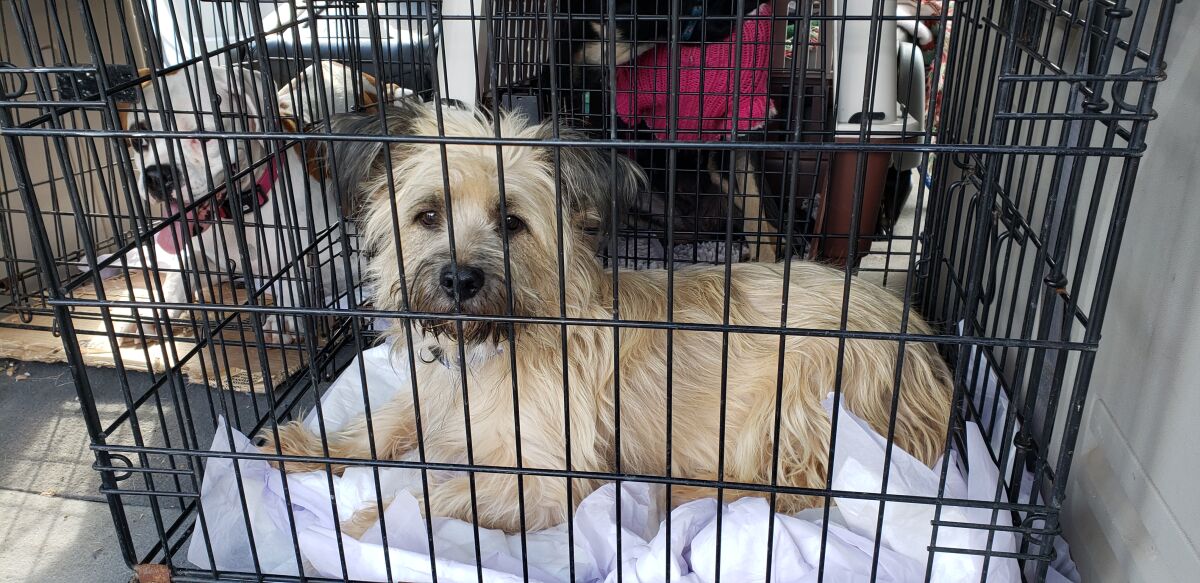 Nearly two dozen dogs were rescued from Mexico and brought on Saturday to the Rancho Coastal Humane Society.