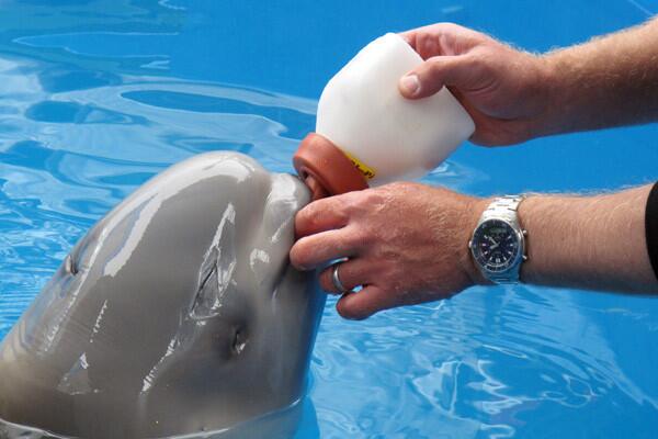 Dennis Christen of the Georgia Aquarium feeds a beluga calf being rehabilitated at the Alaska SeaLife Center in Seward.More: Rescued baby beluga not out of the woods yet
