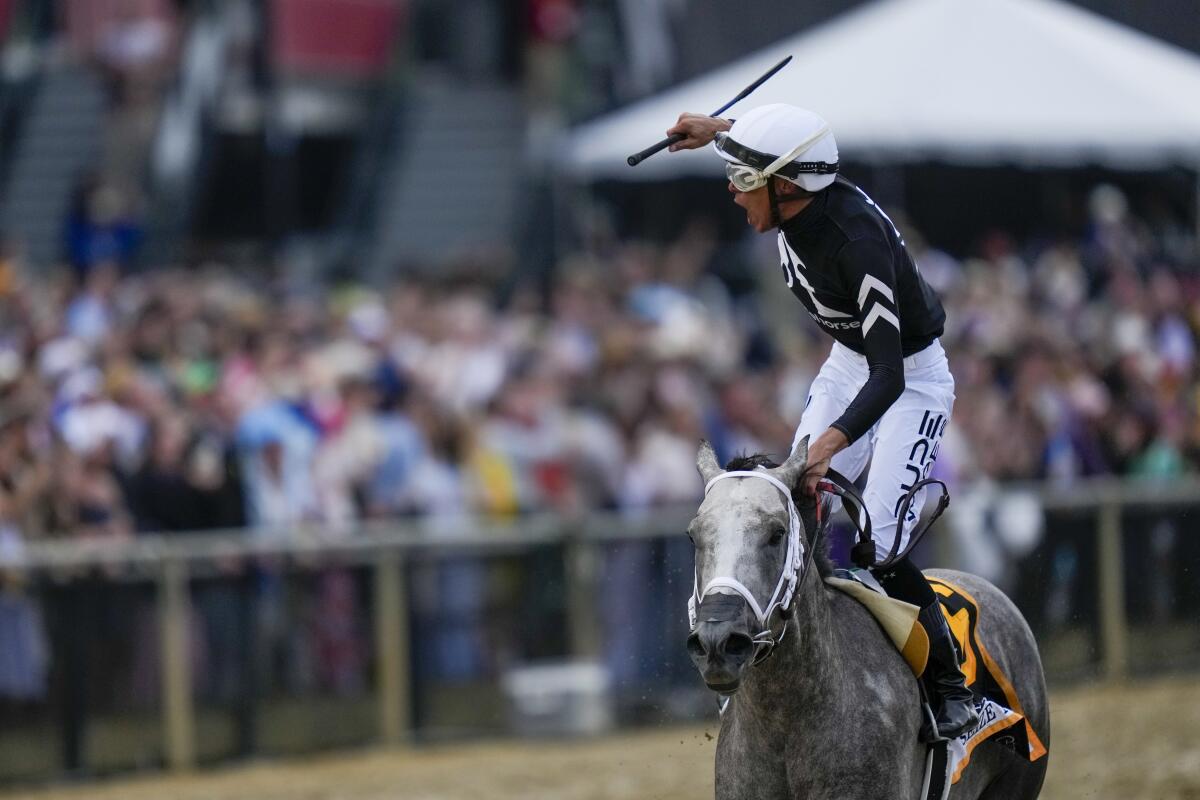 Jockey Jaime Torres, atop Seize The Grey, reacts after winning the Preakness Stakes at Pimlico Race Course Saturday.
