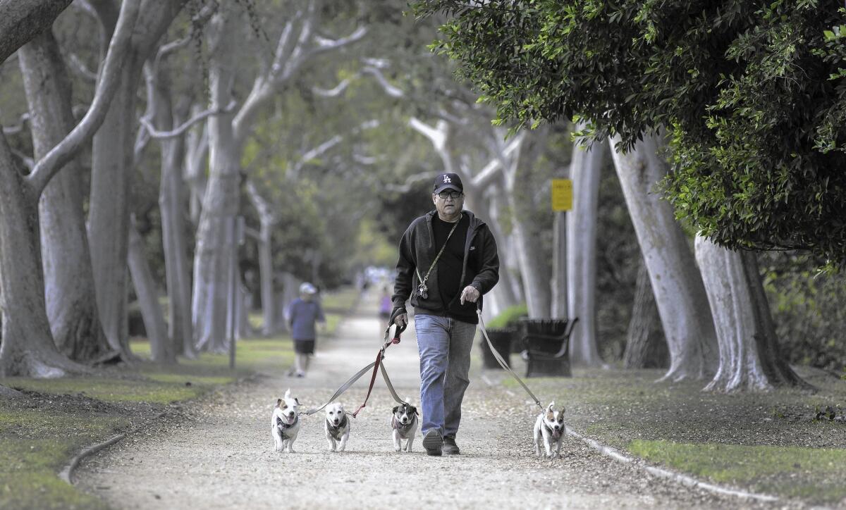 Beverly Hills resident James Davis walks his dogs at Beverly Gardens Park, which prohibits canines off leash. After years of discussion, officials have cleared the way for the century-old city’s first off-leash dog park.