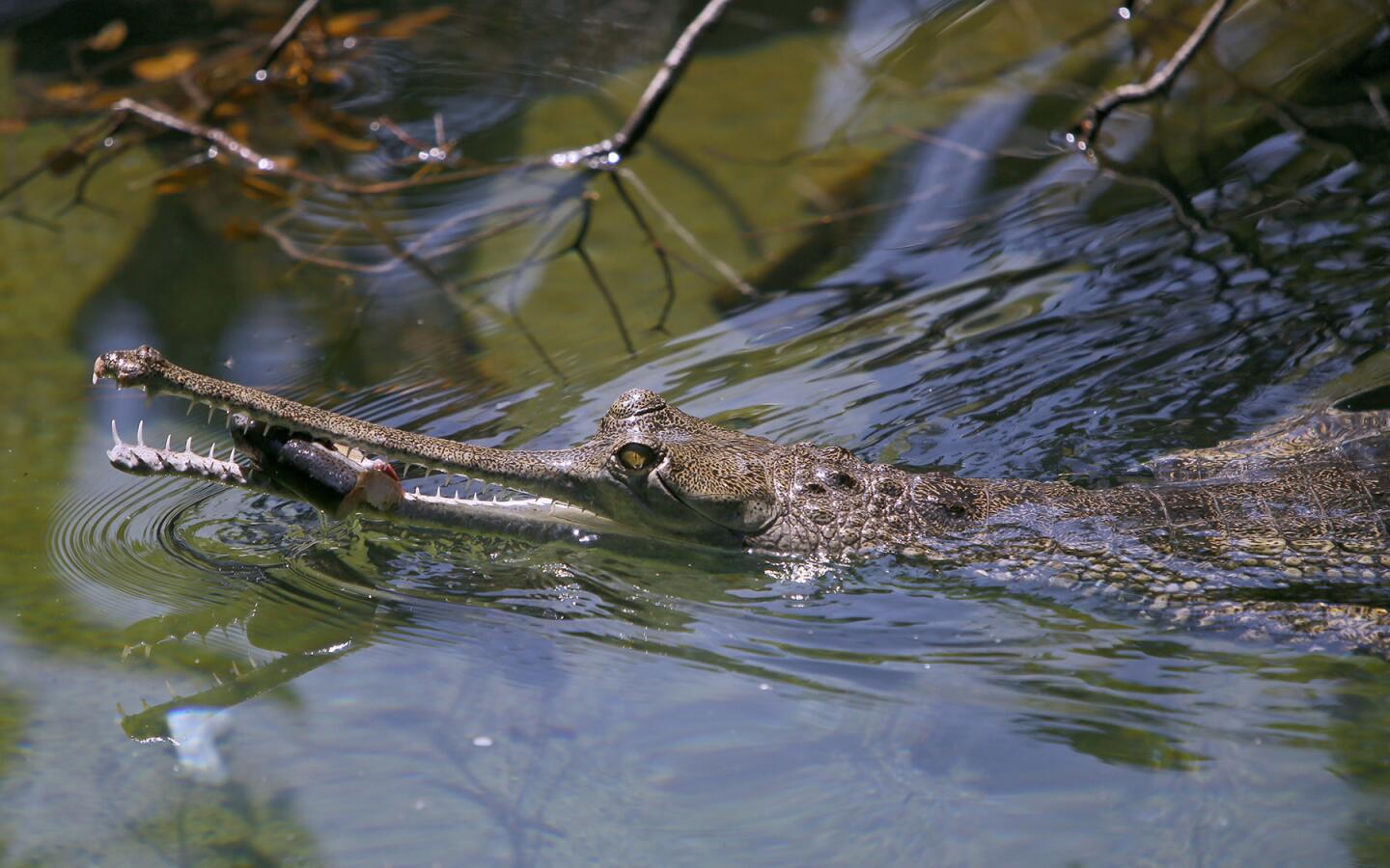 Photo Gallery: L.A. Zoo unveils critically endangered species of crocodiles, the Gharials from India