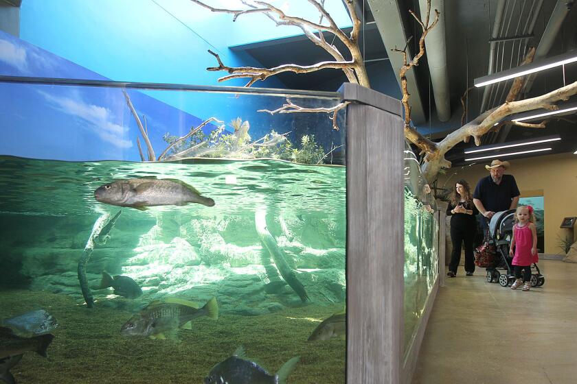 Visitors look at the Nearshore exhibit at the Texas State Aquarium in Corpus Christi on April 9, 2014, during the exhibit's grand opening.