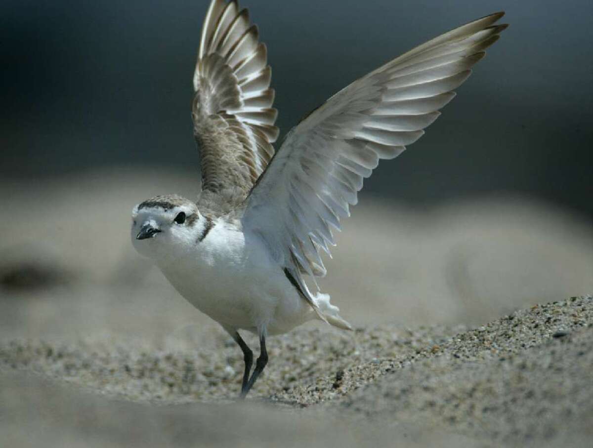 An endangered snowy plover at Silver Strand Beach in Oxnard.