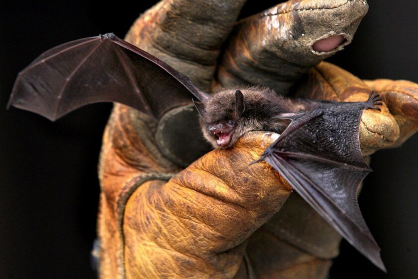 Los murciélagos son responsables de la mayoría de los casos humanos de rabia, incluido el 70% de las muertes por el virus.