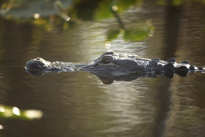 Some alligators and crocodiles don't just lurk in water. They lurk in trees.