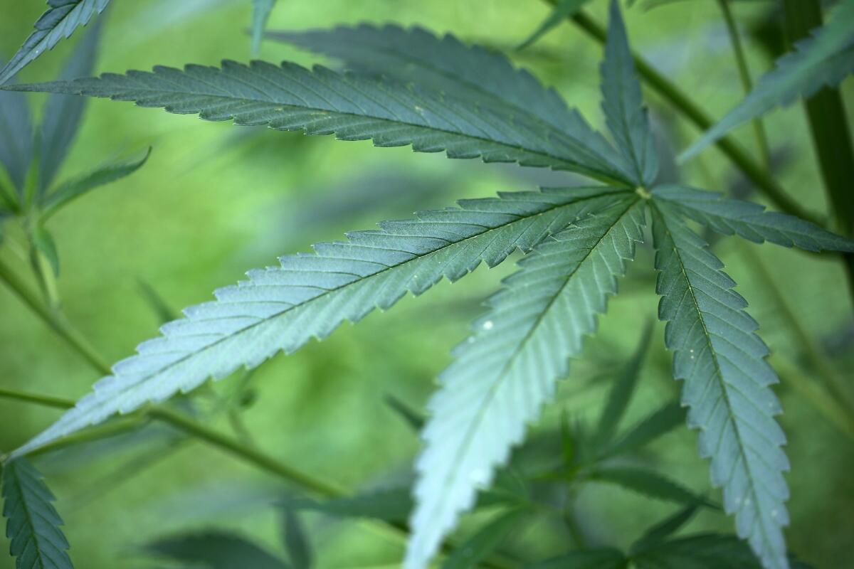 Ohio voters will decide in November whether to legalize marijuana for recreational use.
