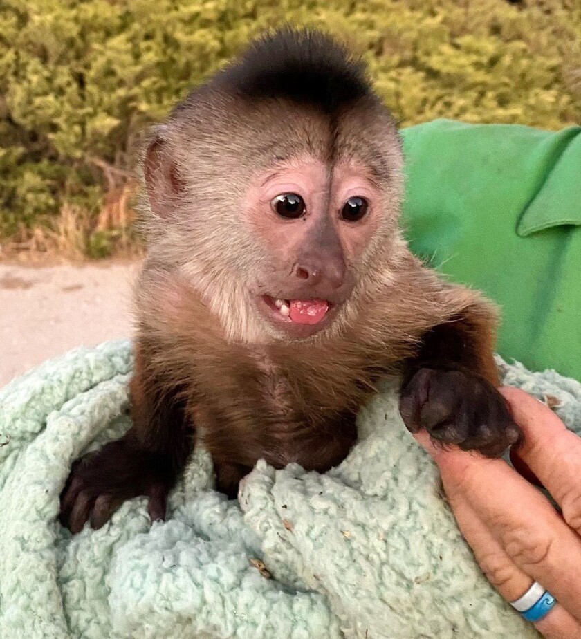 A partly wrapped monkey held by a person who is mostly out of the frame.