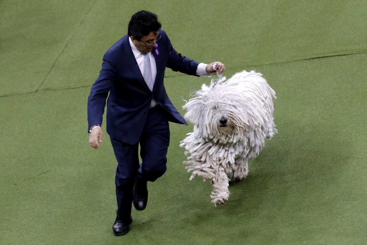 Addie, a Komondor, in action Tuesday.