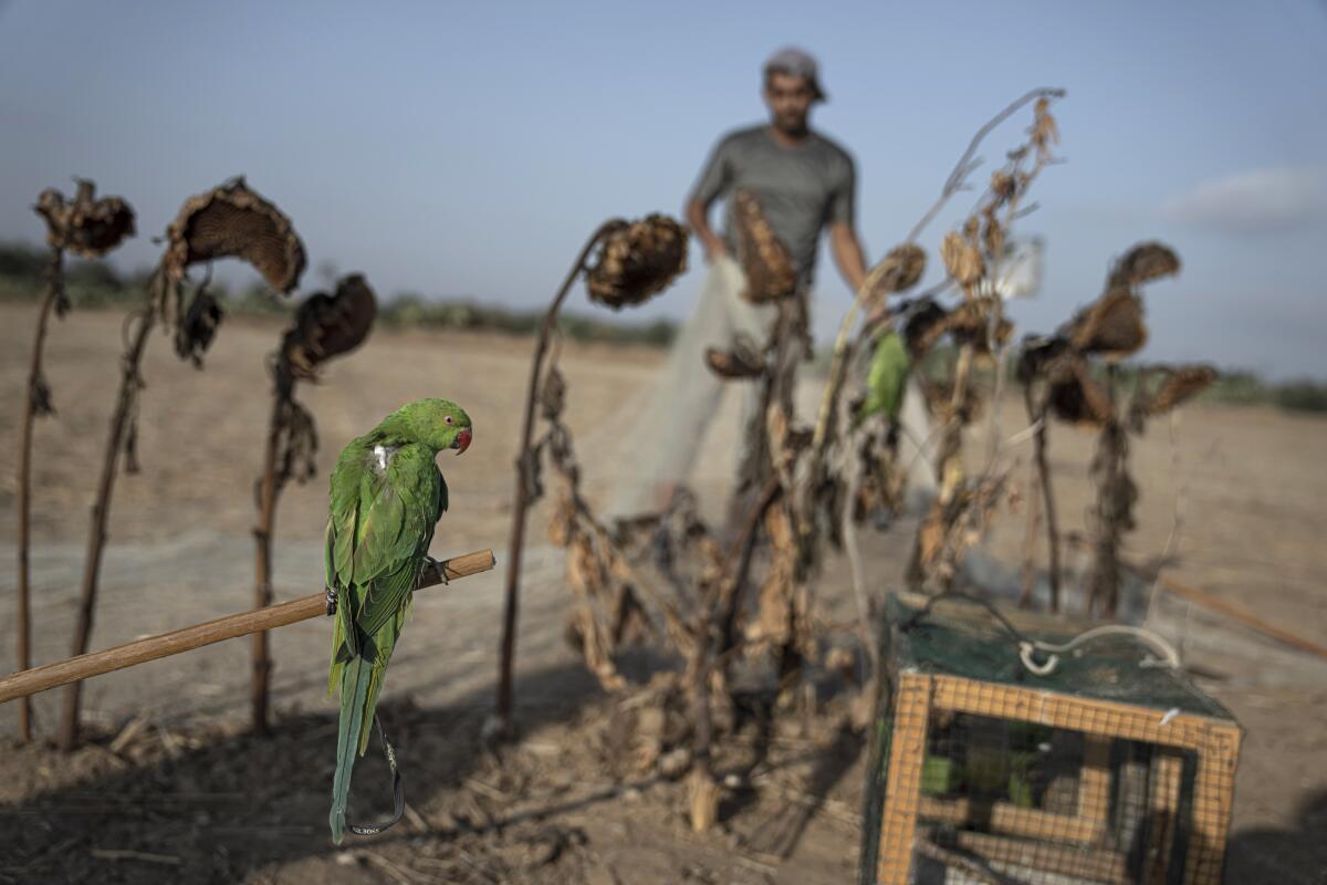 A parakeet is tied to a stick by a Palestinian youth, as a trap to attract birds of its kind.