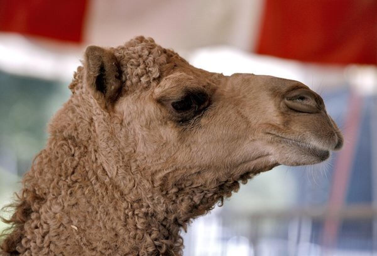 A dromedary camel hangs out in its pen as the Ramos Circus tent is erected on the Civic Center Auditorium's parking lot in Glendale on Tuesday, Nov. 20, 2012. The circus will be in town from Friday Nov. 23 through Monday Dec. 3.