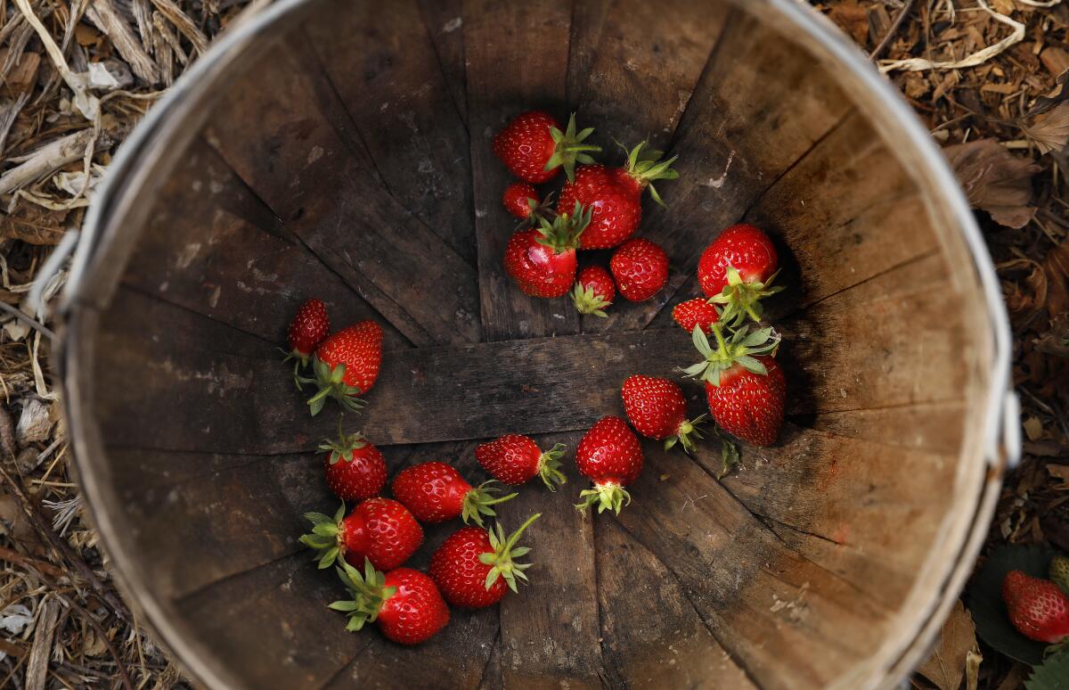 Strawberries harvested at Rishi Kumar's farm in Pomona.