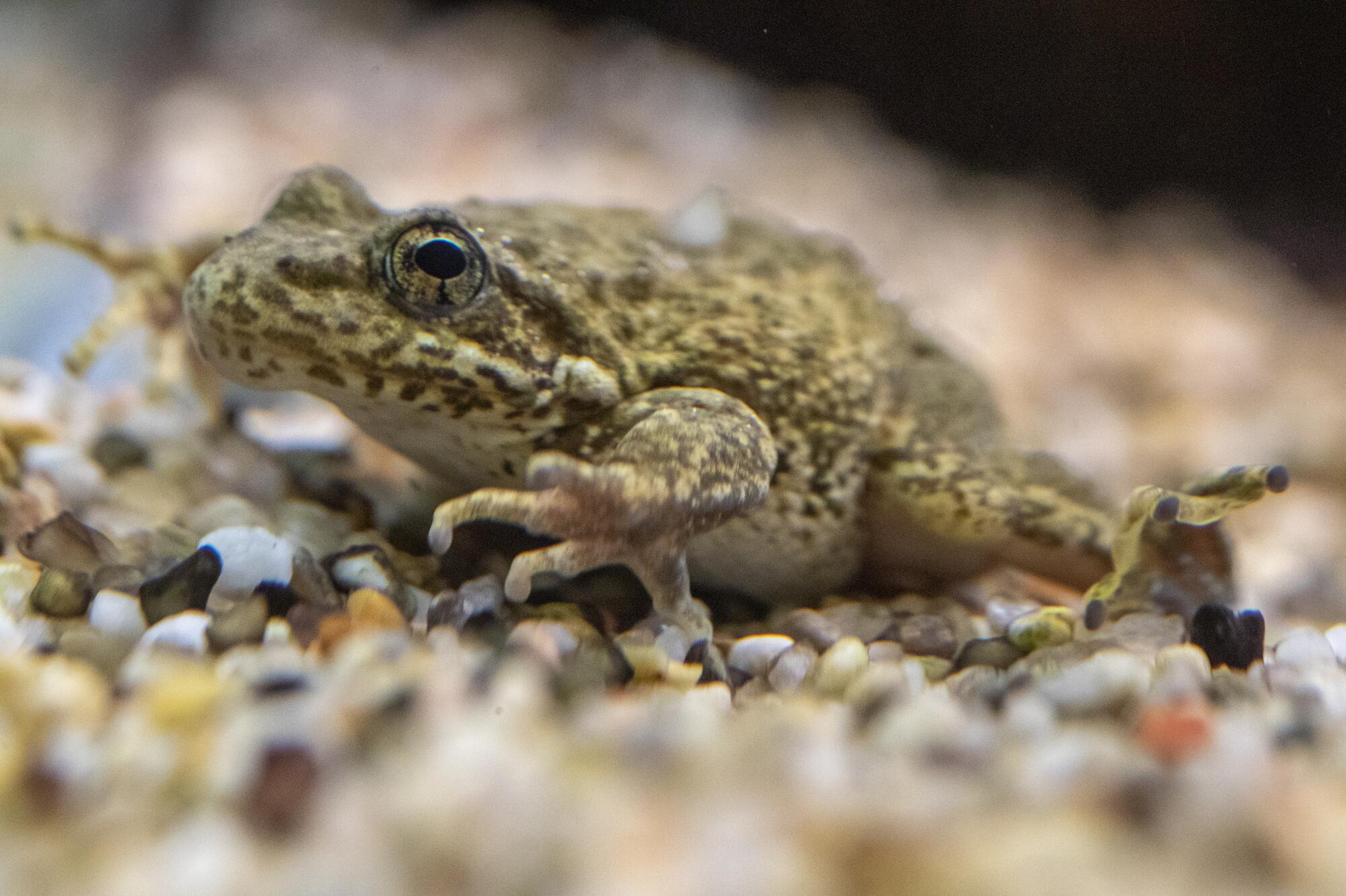 A frog rests on the rocky bottom of a fish tank.