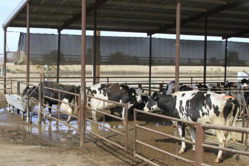 Cows at the GJ Te Velde Ranch dairy farm in Tipton, California. Manure from the 4,000-cow diary farm emits methane that is trapped and used to run a generator. Burning the greenhouse gas for power also qualifies the company to sell carbon credits through a online registry.