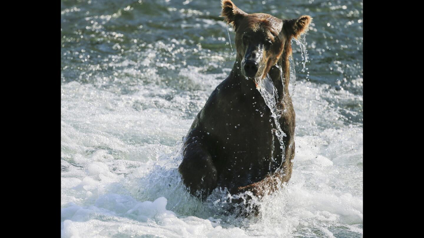 The coastal brown bears of Brooks Camp, Alaska