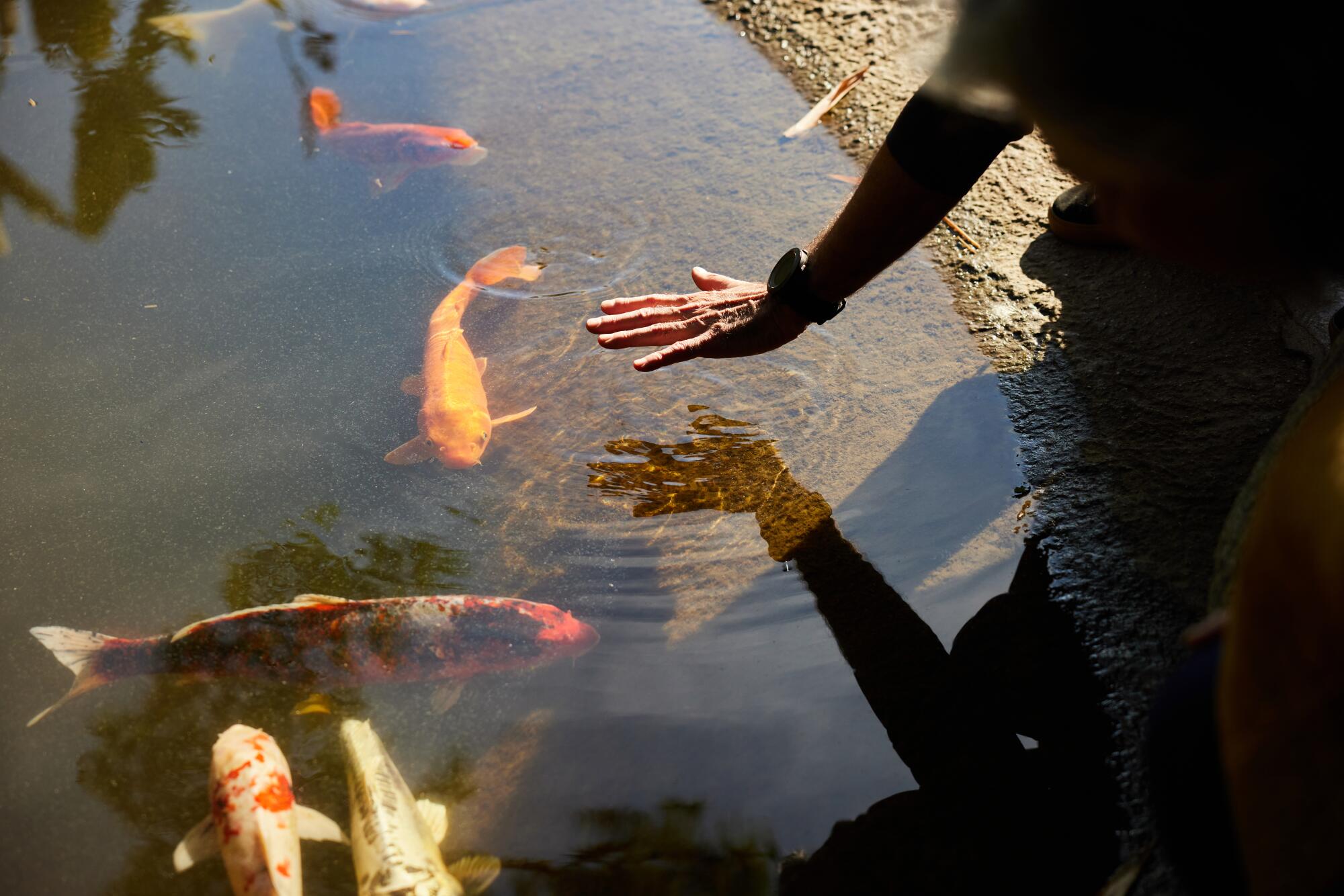 A mão de uma mulher refletida na superfície de um lago cheio de peixes koi em Huntington.