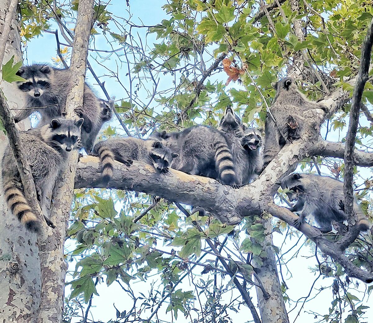 In just a few minutes after their release, some raccoon babies found a safe spot in a nearby tree.