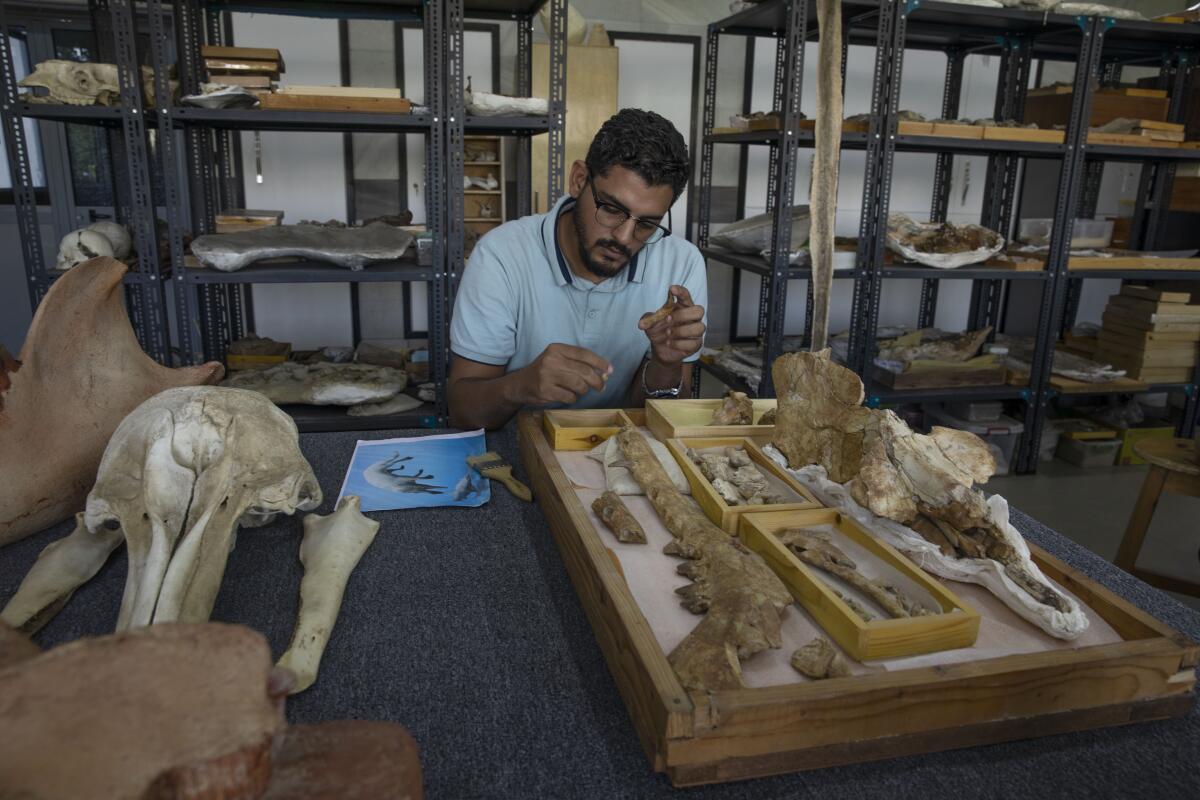 Egyptian researcher at Mansoura University Abdullah Gohar, shows the fossil of a 43 million-year-old four-legged prehistoric whale known as the "Phiomicetus Anubis," in an evolution of whales from land to sea, which was unearthed over a decade ago in Fayoum in the Western Desert of Egypt, at the university's paleontology department lab, in the Nile Delta city of Mansoura, 110 kilometers (70 miles) north of Cairo, Egypt, Sunday, Sept. 12, 2021. (AP Photo/Nariman El-Mofty)