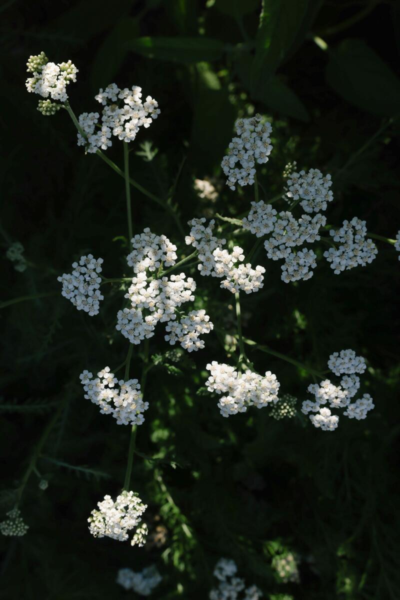 Wildflowers grow in Stephen Reid's front yard.