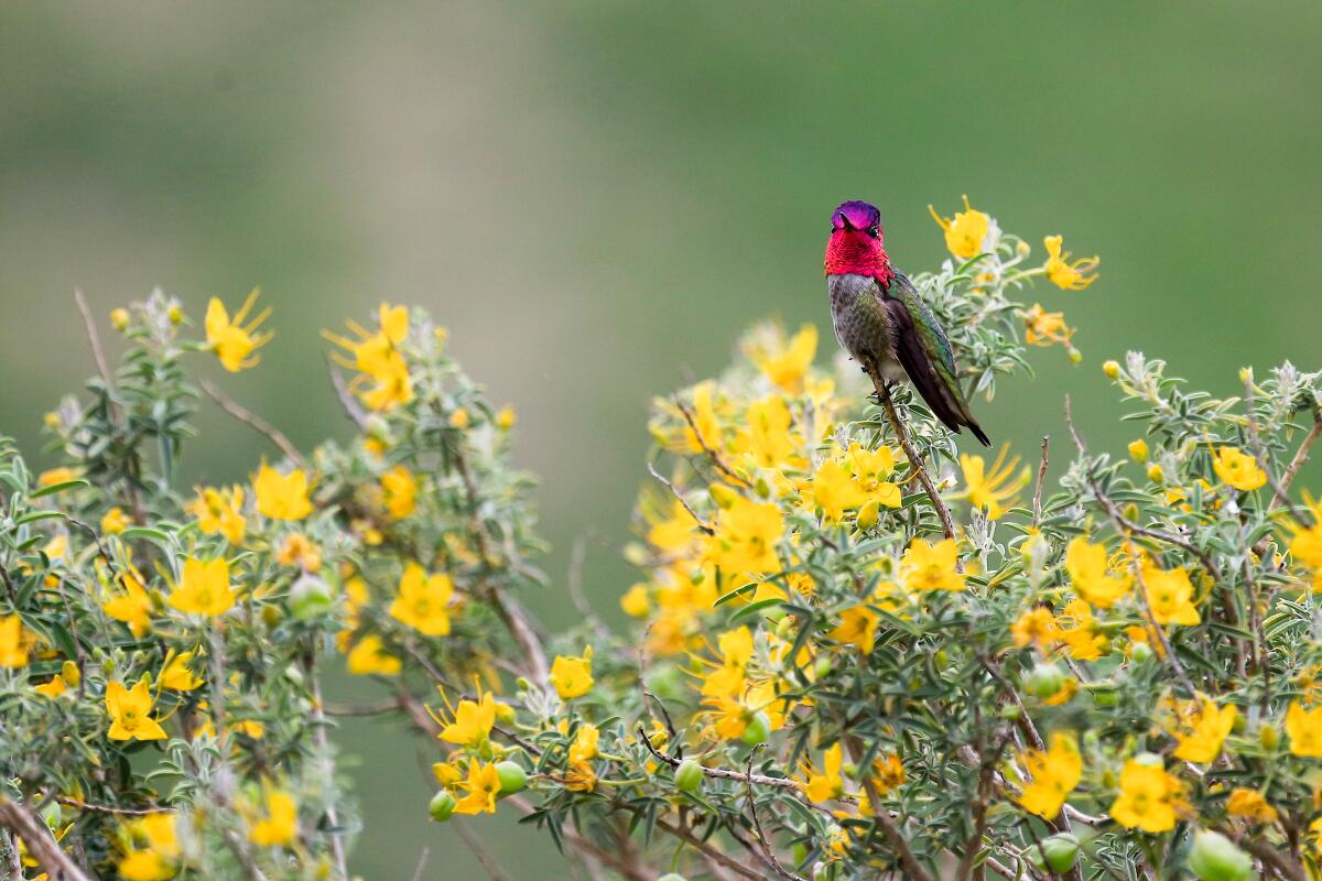 A red-headed   hummingbird sits on a yellow-flowered shrub.