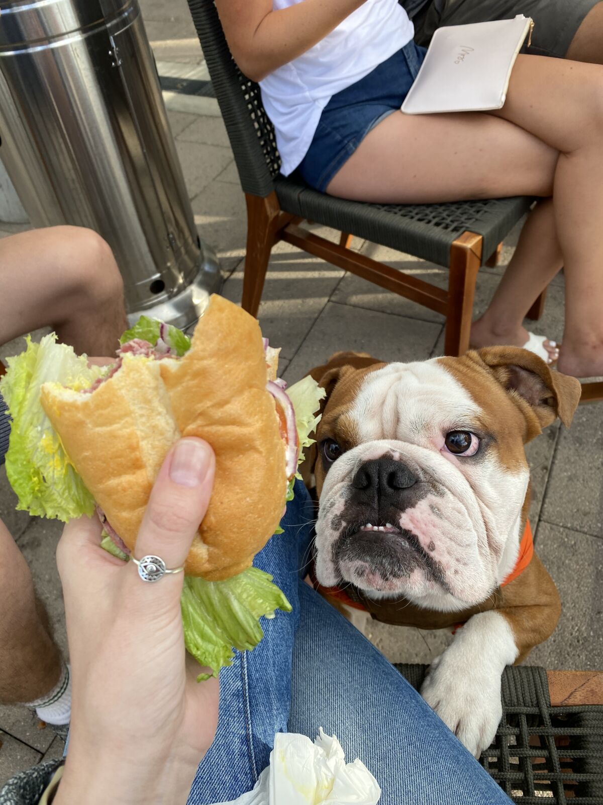 Writer Sara Butler's dog eying her deli sandwich from The Market Place in Bankers Hill