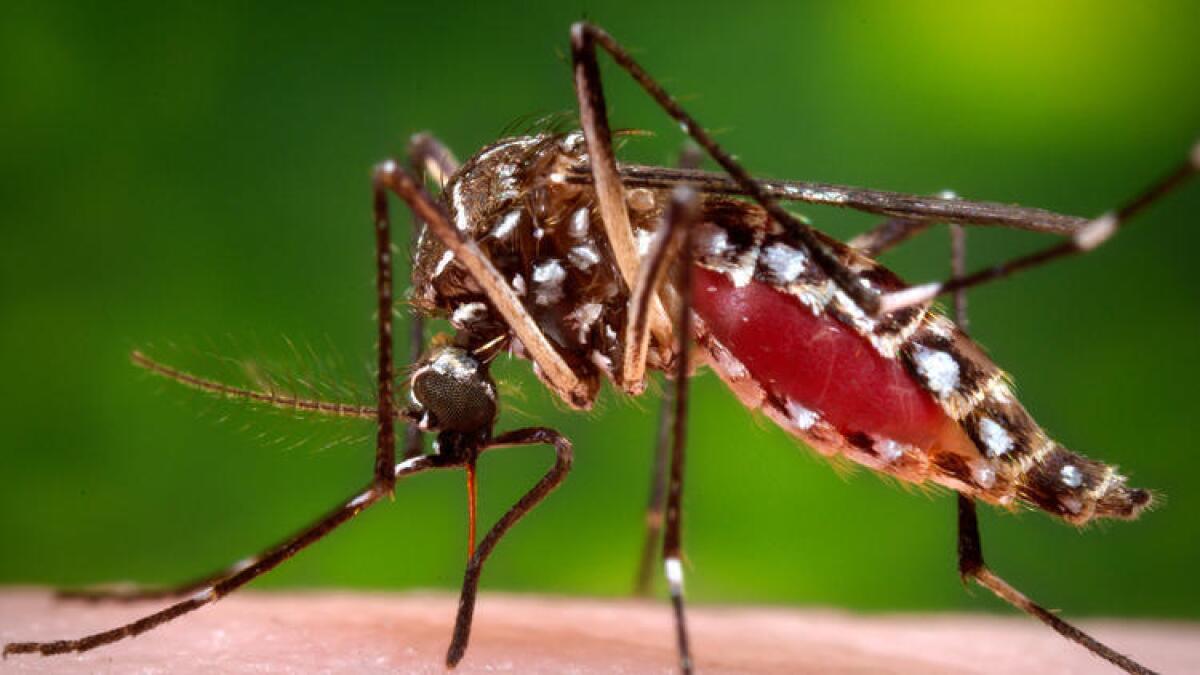 El mosquito Aedes aegypti es el principal transmisor del virus del Zika.