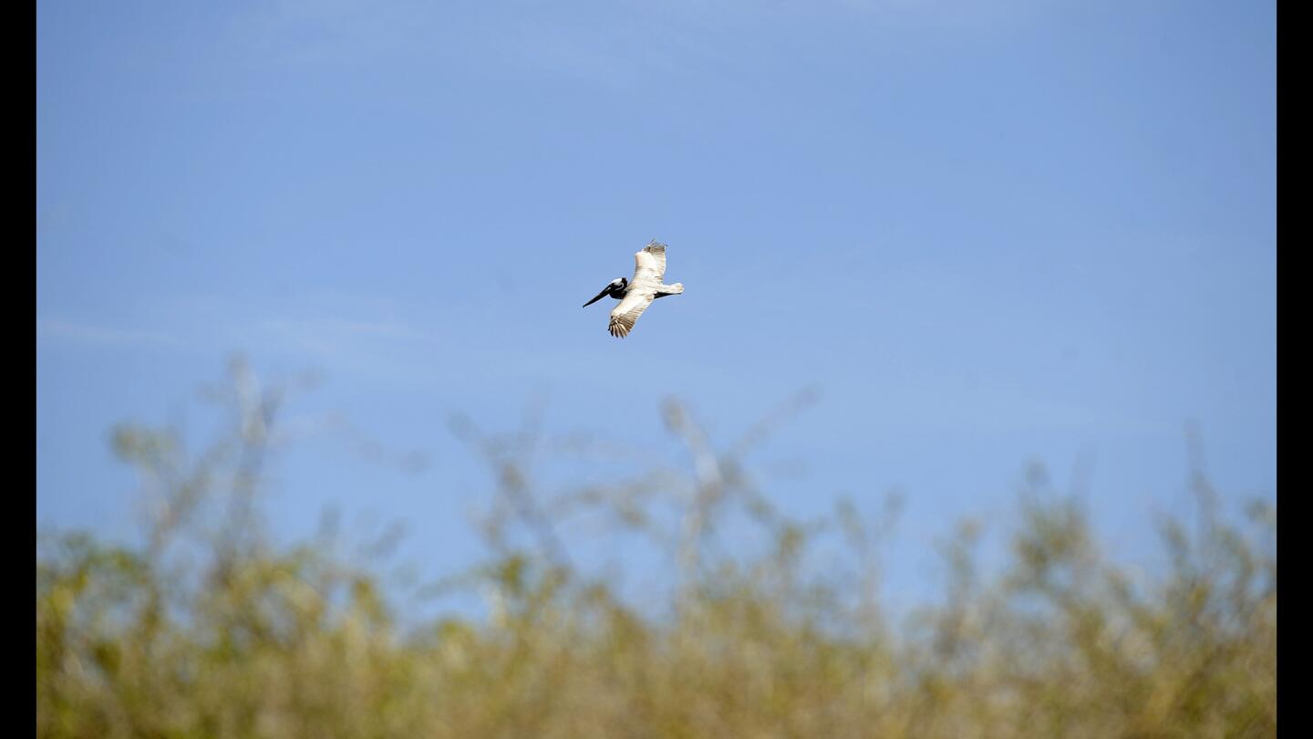 L.A. Walks: Abalone Cove Trail on Palos Verdes