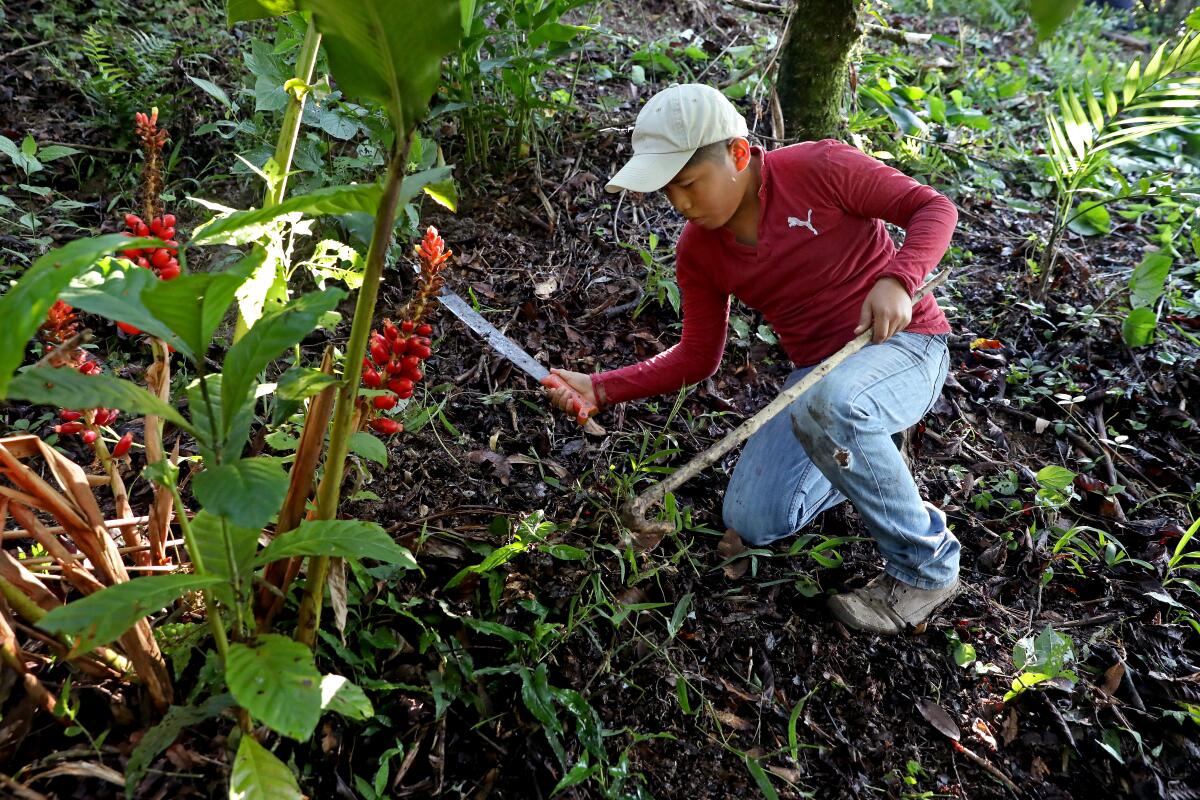 Bryan Metzhua, 12, kneels to use a machete to clear a coffee bean field of weeds.