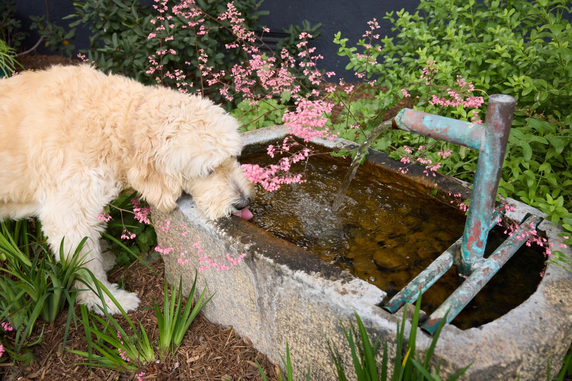 A goldendoodle laps at a rustic fountain next to a spray of coral bell flowers. 