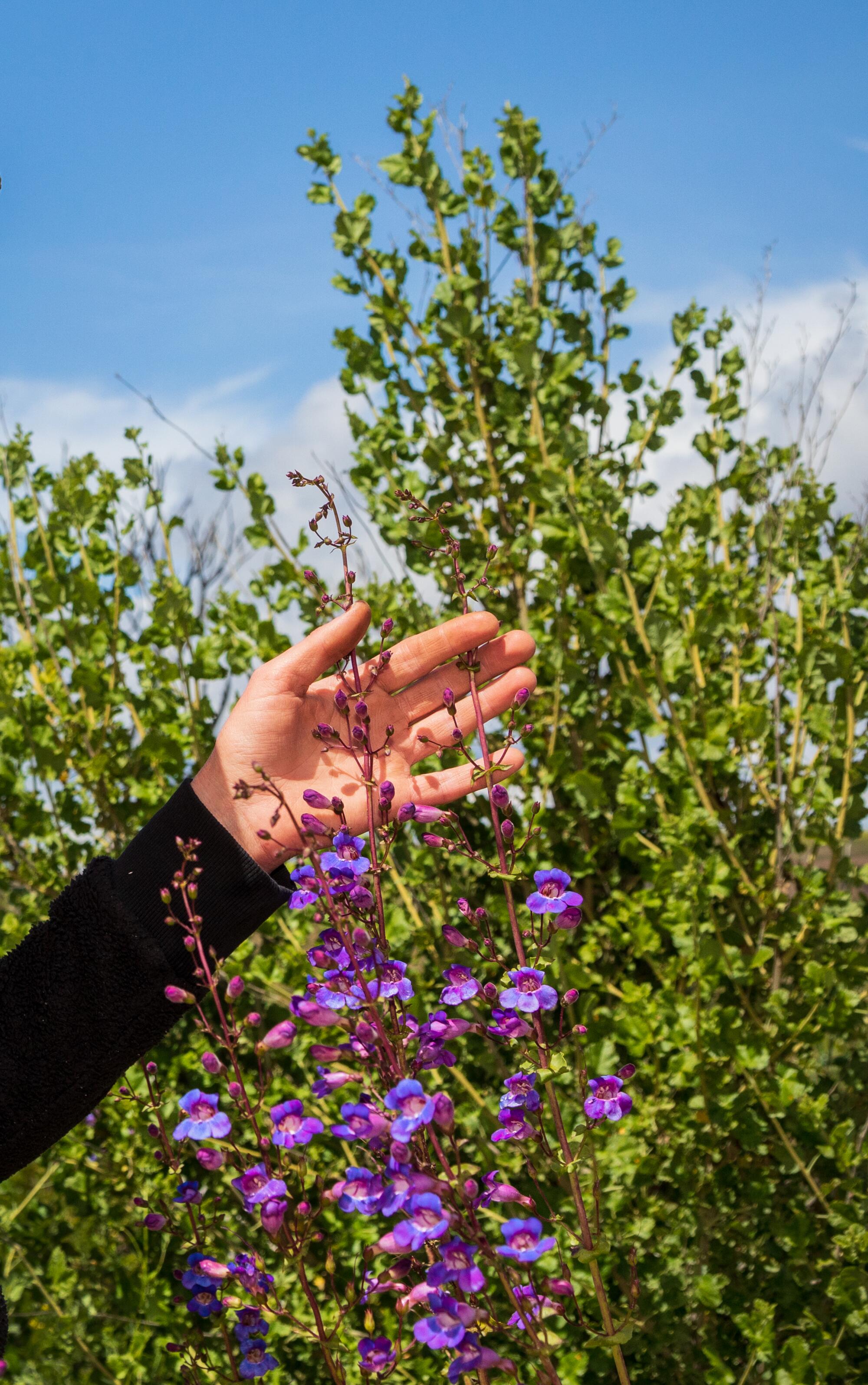 A hand reaching out to touch a native plant with purple flowers.