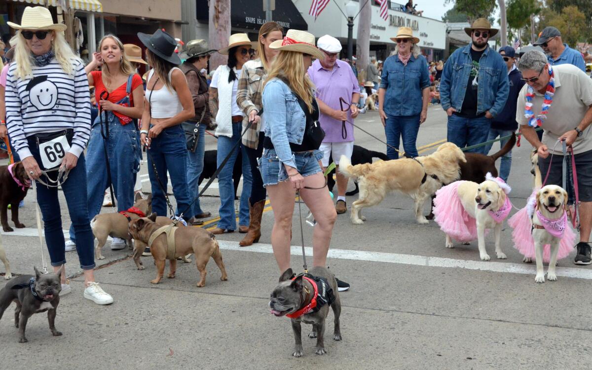 French bulldogs join the Labs for the first time in Balboa Island Parade Sunday.
