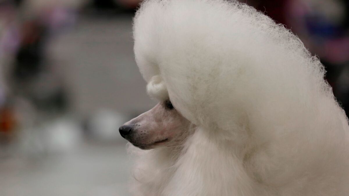 A miniature poodle named Brando at the Beverly Hills Dog Show.