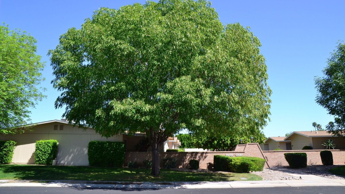 Get Climbing With Mature Specimen Trees The San Diego Union Tribune