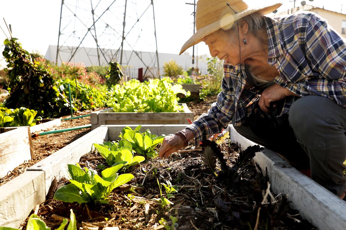 A woman touches edible plants in a garden bed.