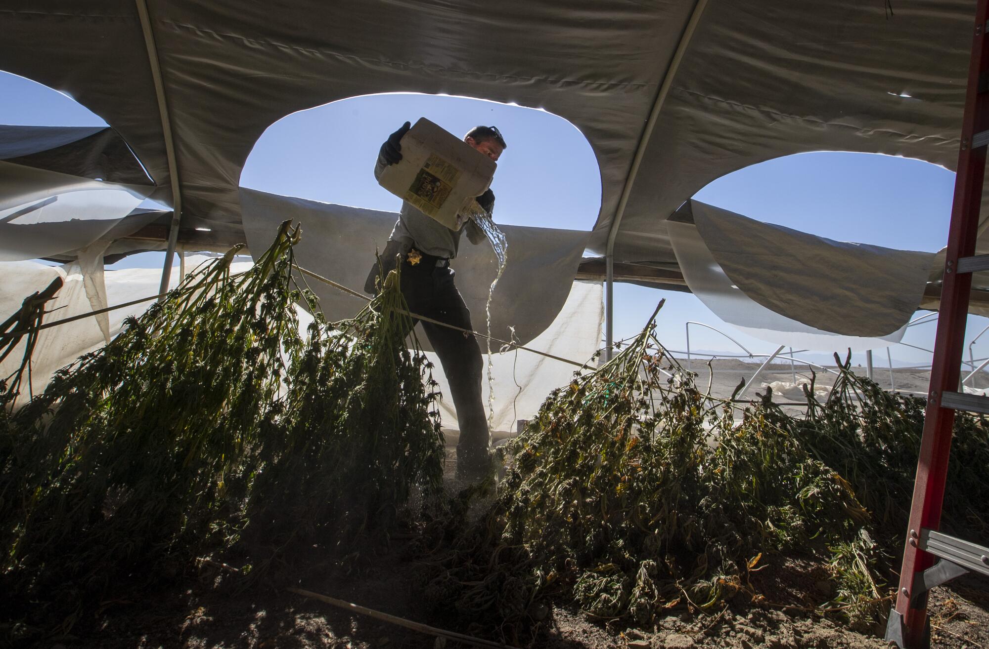 A member of the San Bernardino County Sheriff's Marijuana Enforcement Team destroys cannabis plants