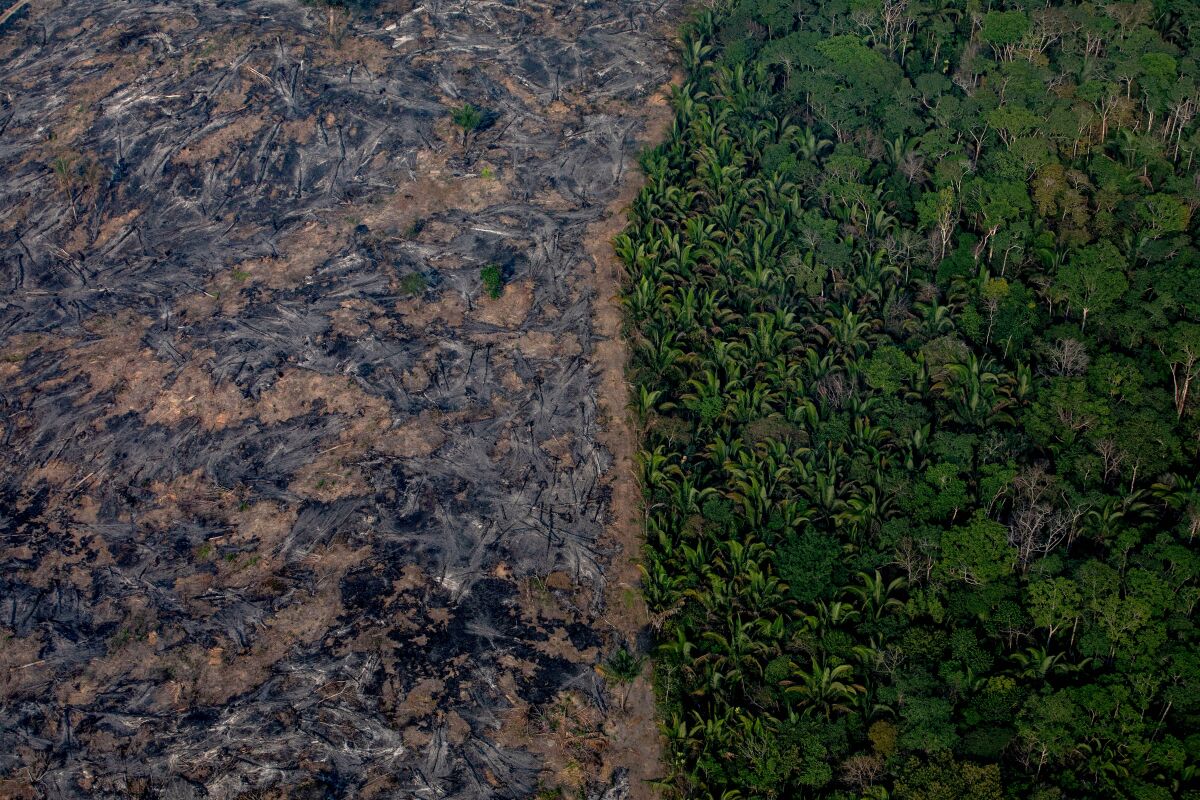 A section of the Amazon rainforest that has been decimated by wildfires. According to Brazil's National Institute of Space Research, the number of fires detected by satellite in the Amazon region this month is the highest since 2010.