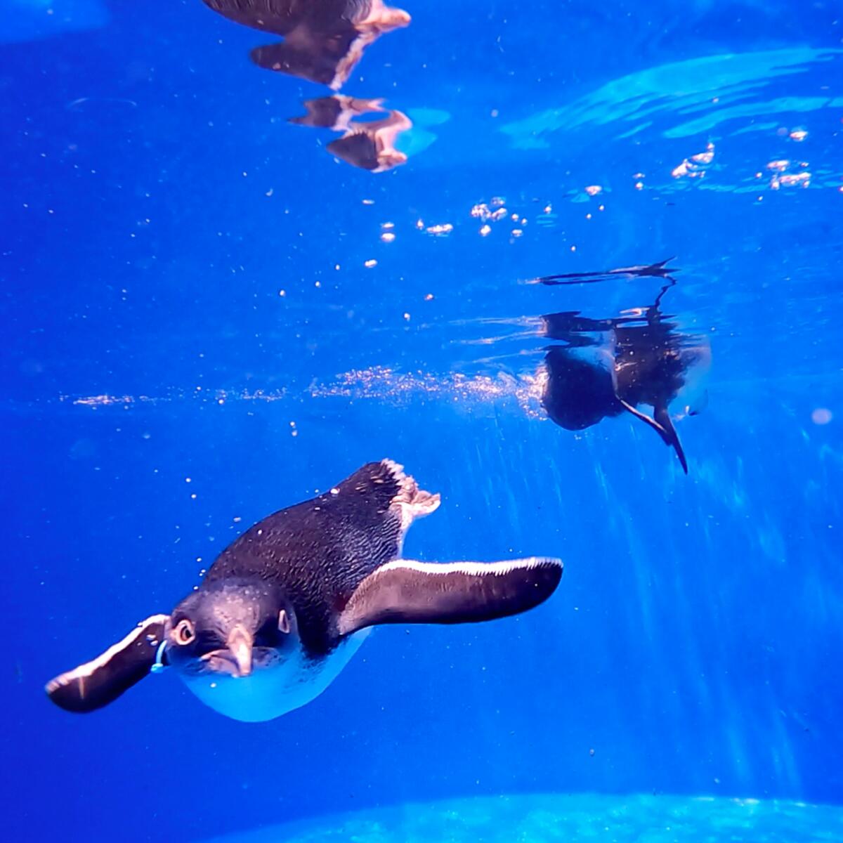 Closeup of a penguin swimming underwater.