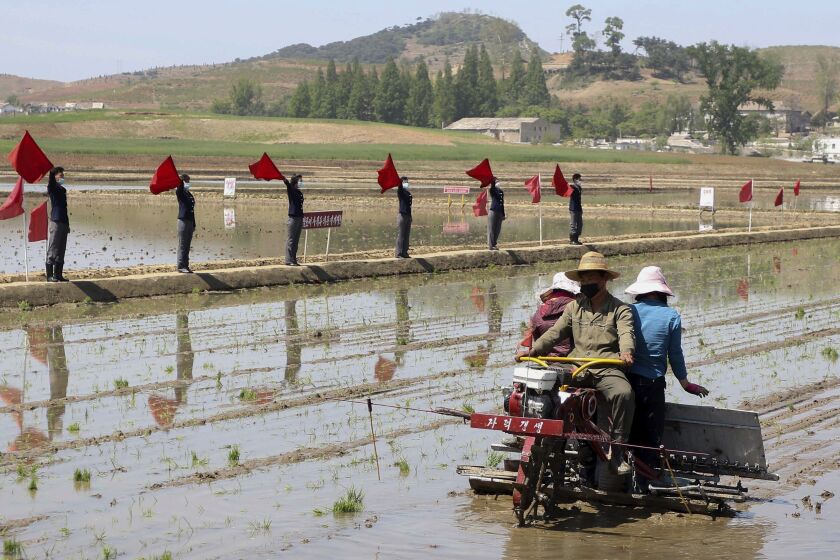 FILE - Farmers plant rice using rice seedling transplanter at Chongsan Cooperative Farm in Kangso District, Nampho, North Korea, on May 9, 2022. North Korea has scheduled a major political conference Feb. 2023, to discuss the “urgent task” of improving its agricultural sector, a possible sign that the country’s food insecurity is getting worse as its economic isolation deepens amid a defiant nuclear weapons push. (AP Photo/Cha Song Ho, File)