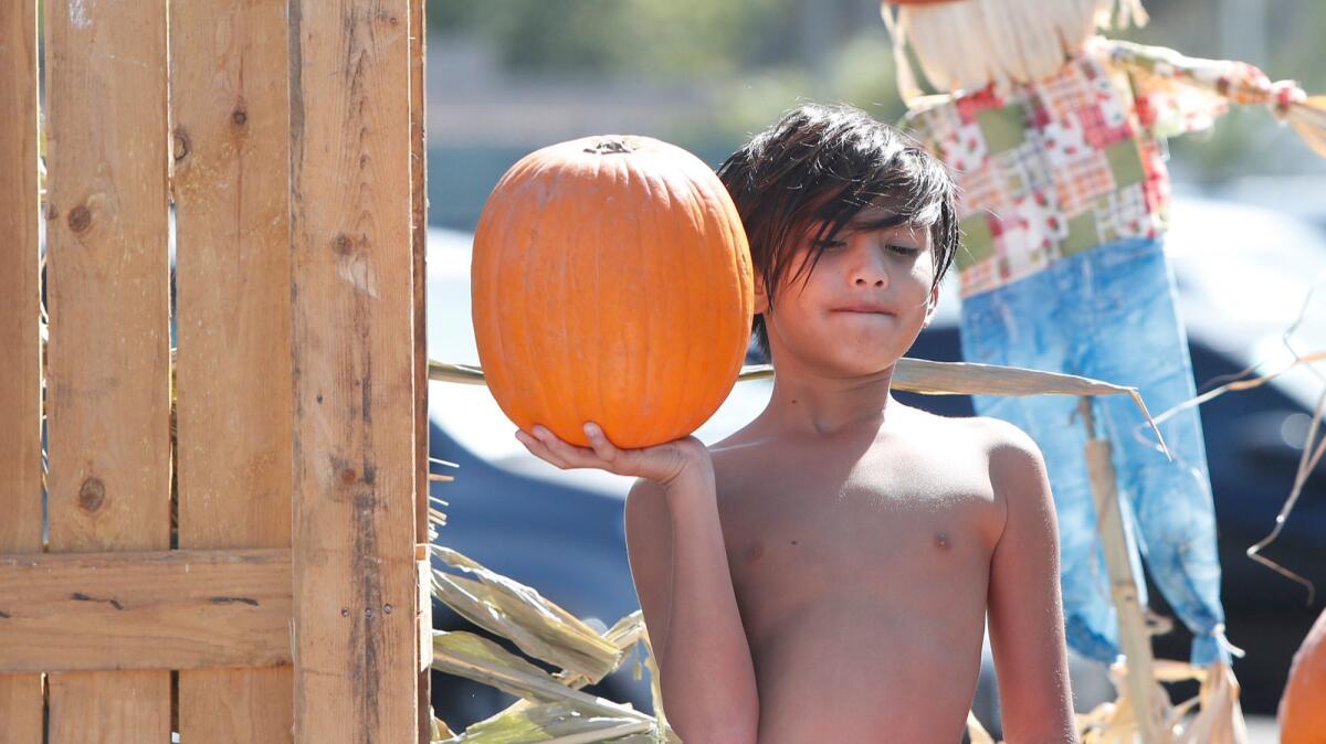 Blake Henson hoists a pumpkin during the Boots on the Beach Country Pumpkin Patch and fall festival at Newport Dunes on Saturday.