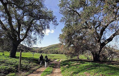 The green carpet of new growth on Irvine Ranch Conservancy land has scientists worried. Last October's Santiago wildfire destroyed native sage scrub while the recent showers have created meadows of flammable, nonnative weeds. Ecologists fear the changed landscape will become a greater fire danger.