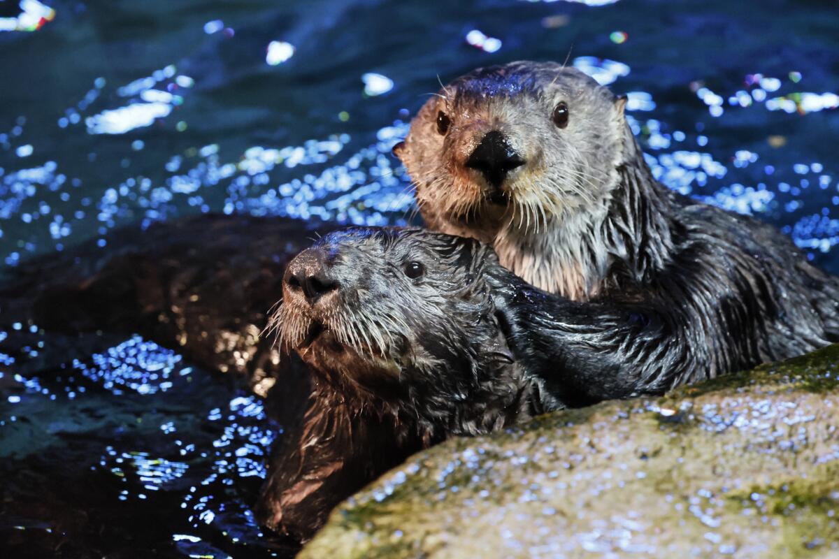 Two non-releasable sea otters play inside the sea otter habitat.