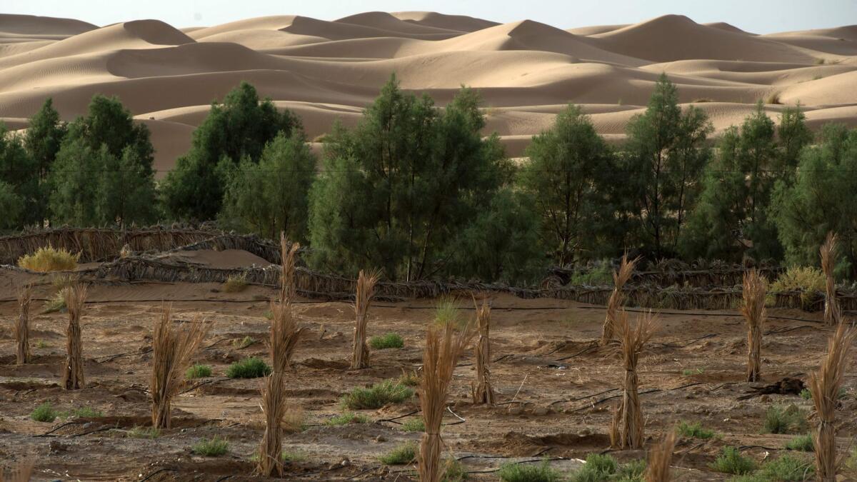 View of a palm field suffering from desertification near Morocco's eastern oasis town of Erfoud in the Sahara desert.