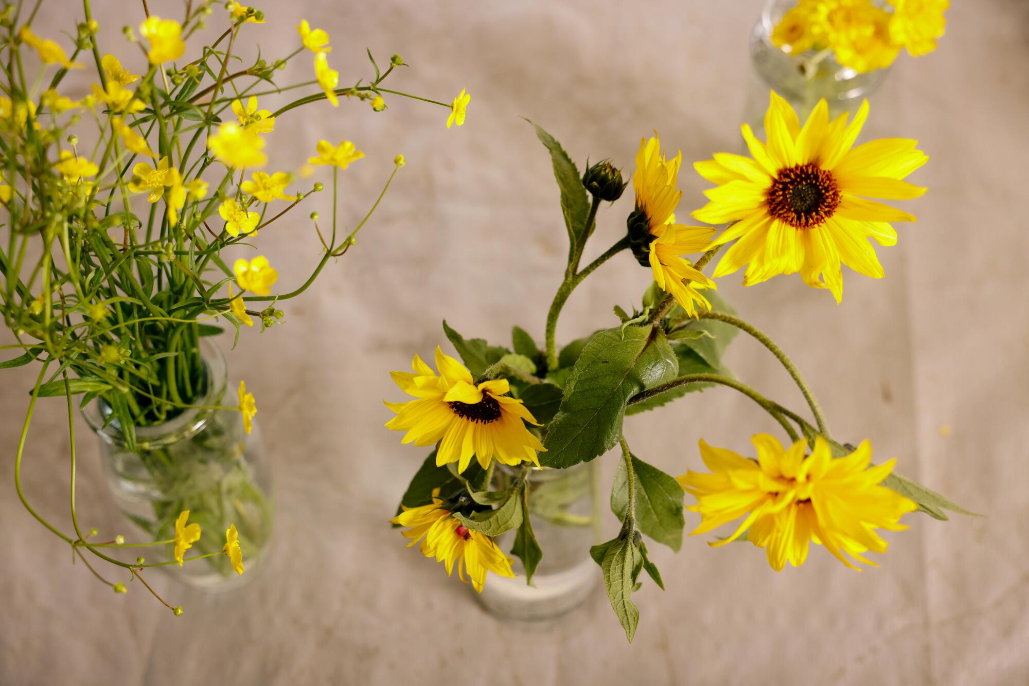 Bright yellow California buttercups and sunflowers hydrate in separate vases waiting to be arranged.